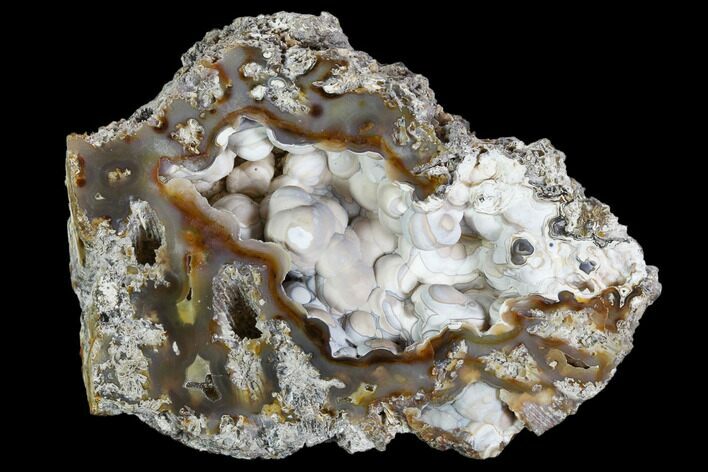 Agatized Fossil Coral Geode - Florida #105319